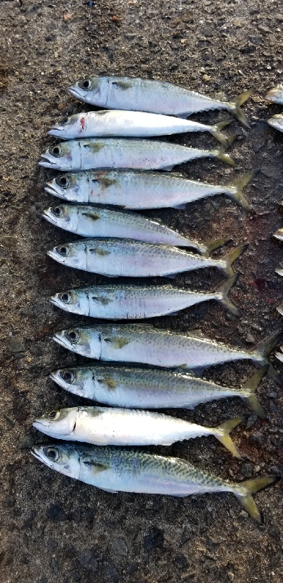 下津をランガン。尺超え有り