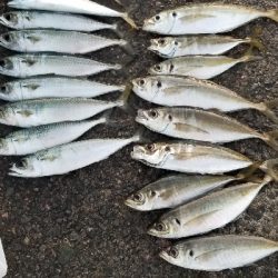 アジング　あれ？小さくなった？