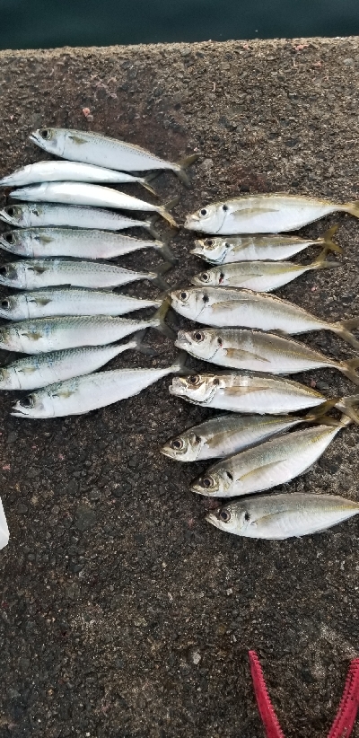 アジング　あれ？小さくなった？