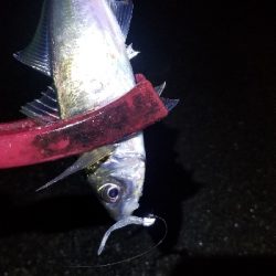 久々に型・数釣れたアジング　尺超え有り