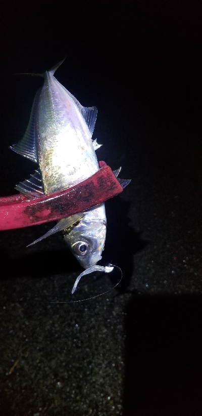 久々に型・数釣れたアジング　尺超え有り