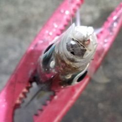 アジング　爆釣40匹超え！