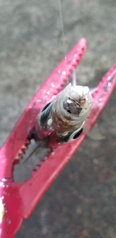 アジング　爆釣40匹超え！