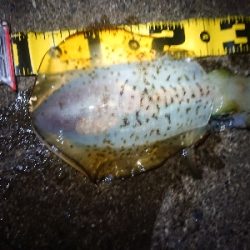 新年初エギング