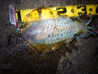 新年初エギング