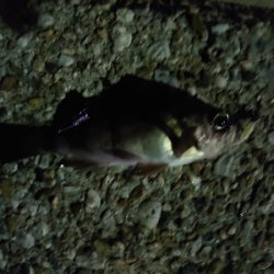 今年お初の釣り