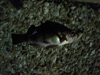 今年お初の釣り