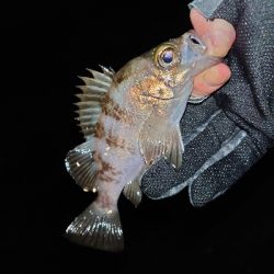 釣れても釣れなくてもプラグ縛り!