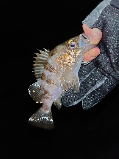釣れても釣れなくてもプラグ縛り！