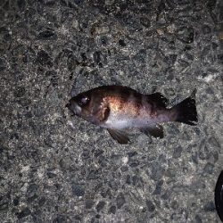 なかなかの風の中でのメバルプラッキング