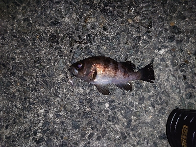 なかなかの風の中でのメバルプラッキング