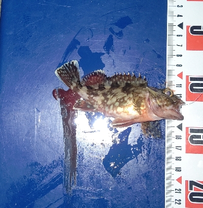 今年初の尺アジ