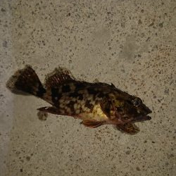 nightアジング！