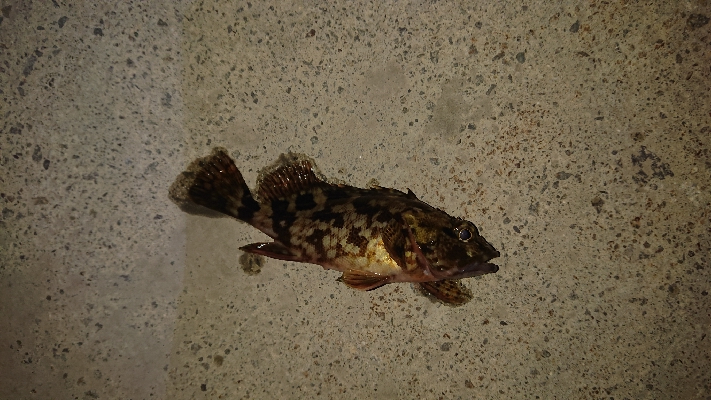 nightアジング！