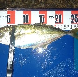 数釣りアジング！尺アジも❤️