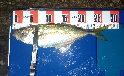 数釣りアジング！尺アジも❤️