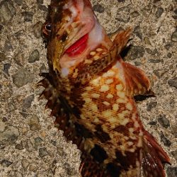 和歌山ガシリング