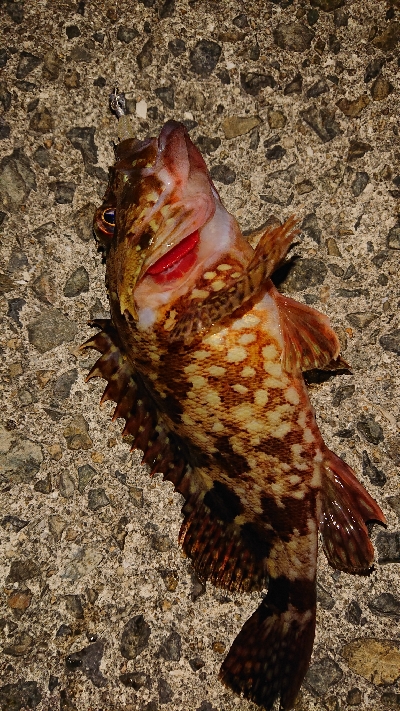 和歌山ガシリング