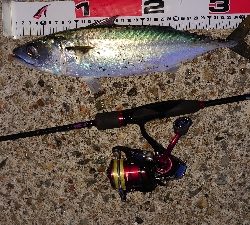 メバリングでメバル調査