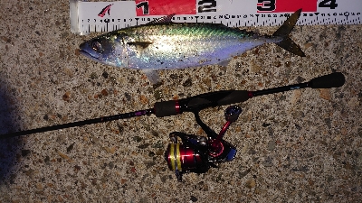 メバリングでメバル調査