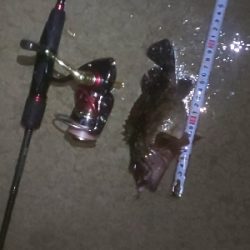 ﾒﾊﾞﾘﾝｸﾞの筈がﾊﾟﾗｿﾙ槍