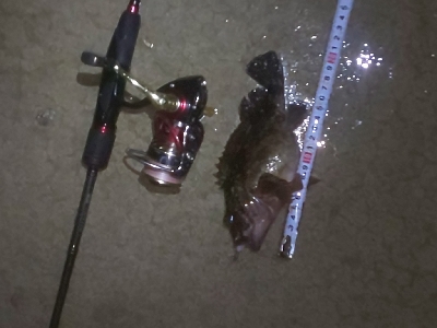 ﾒﾊﾞﾘﾝｸﾞの筈がﾊﾟﾗｿﾙ槍