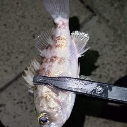 まだまだ修行が必要