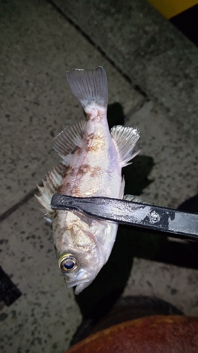 まだまだ修行が必要