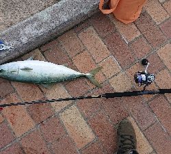 初釣りは冬の青物狙い