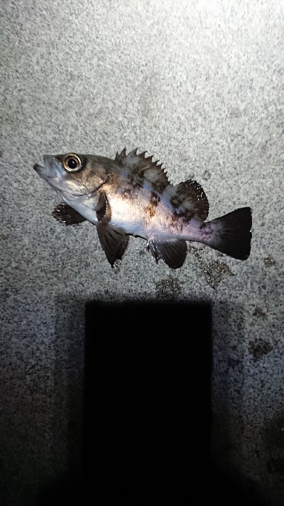 増えてきました。