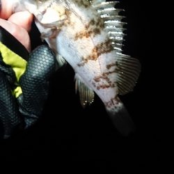 相変わらずでした。