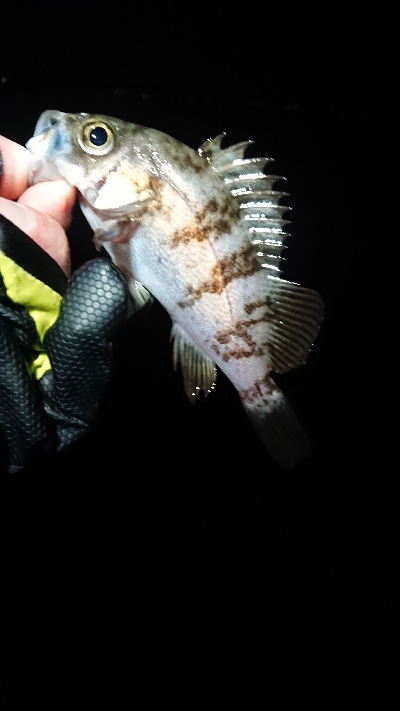 相変わらずでした。