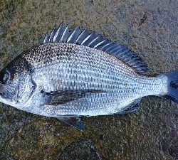 気温が高いと釣れる
