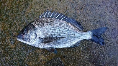 気温が高いと釣れる