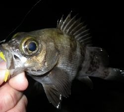 釣り初めIN淡路島