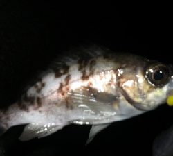 お散歩メバリング