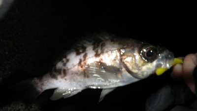 お散歩メバリング