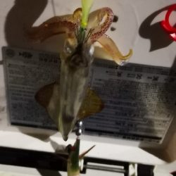 アジング練習 245