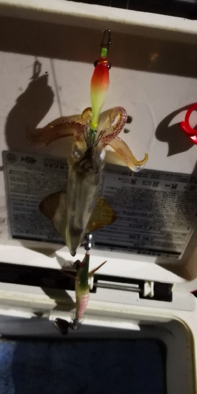 アジング練習 245