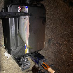 1月2日からアジング