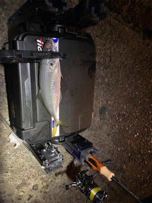 1月2日からアジング