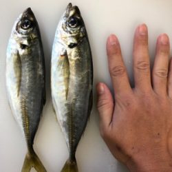 年初めアジング