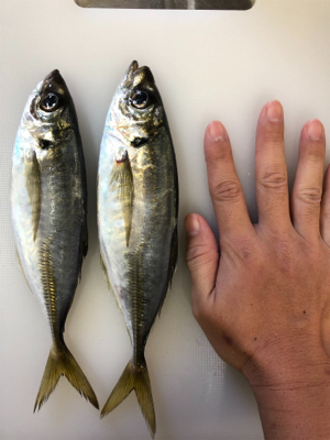 年初めアジング