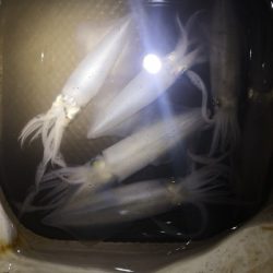 アジング練習 246  ヒイカ調査