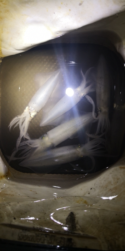 アジング練習 246  ヒイカ調査