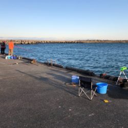 マイワシがポツポツ