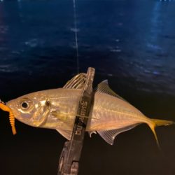 尺アジを沢山見た日　横で釣られた日