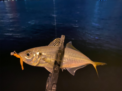 尺アジを沢山見た日　横で釣られた日