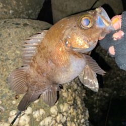 急遽の淡路遠征