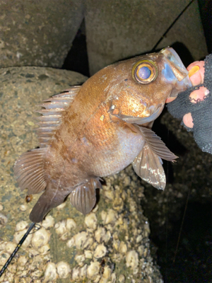 急遽の淡路遠征